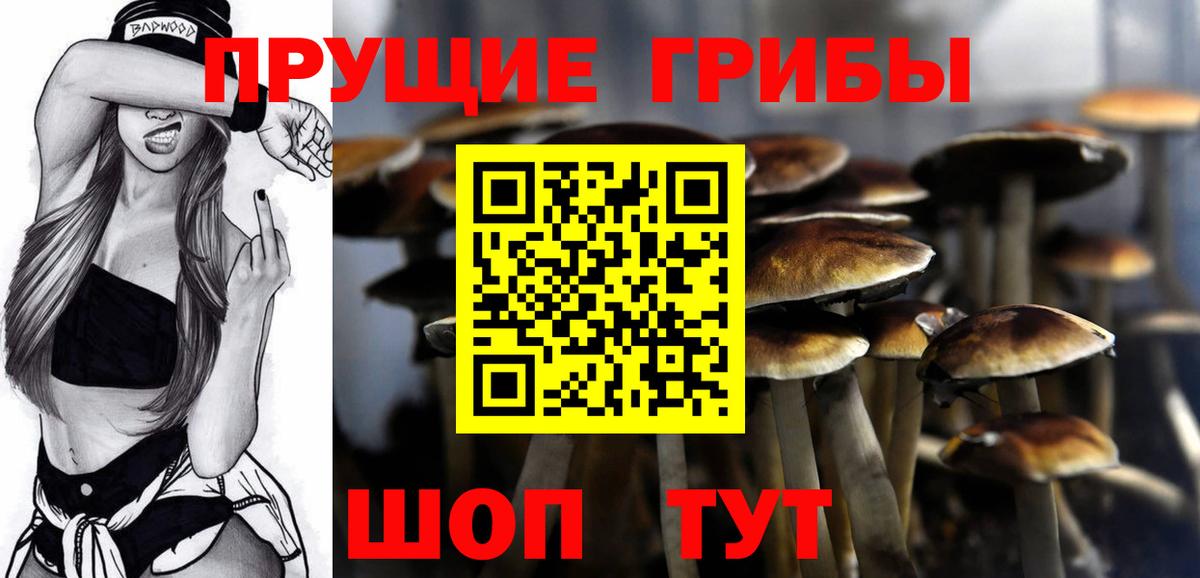 Галлюциногенные грибы Psilocybe Алексеевка